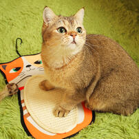GiGwi贵为橘猫猫抓垫