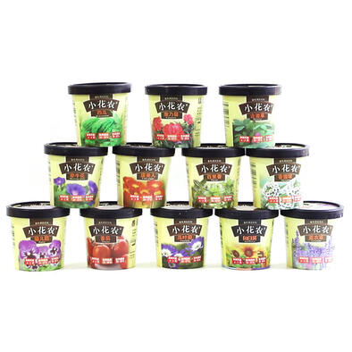 Mini Garden Spring Scenery Garden - Assorted